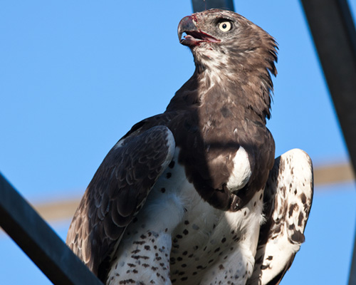 martial eagle bird spotting safari kenya