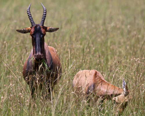 Masai Mara topi