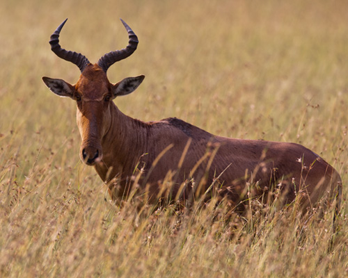 hartebeest masai mara kenya safari