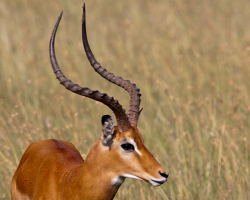impala masai mara images