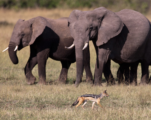 jackal masai mara elephant