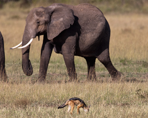 elephant masai mara jackal