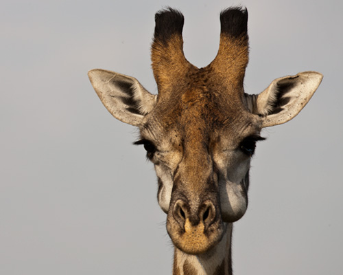 masai mara reticlated giraffe