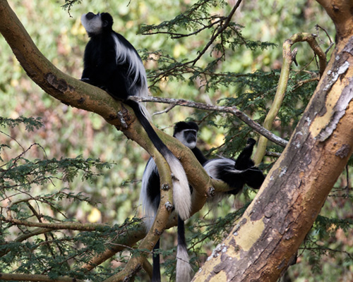 photographic safari kenya monkeys