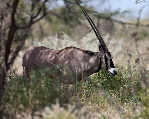 samburu oryx images