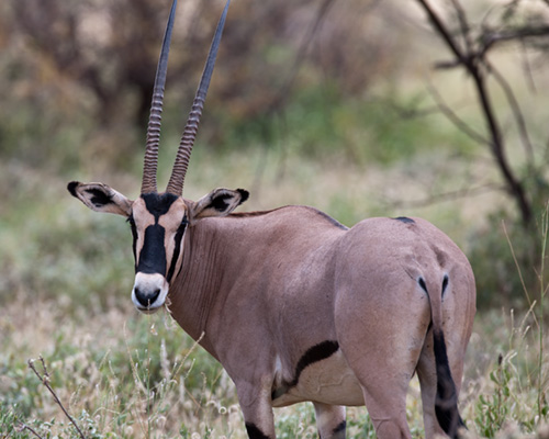 oryx photographic safari samburu