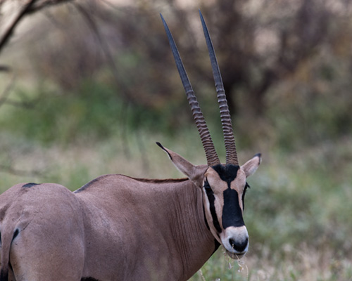 oryx samburu kenya safari