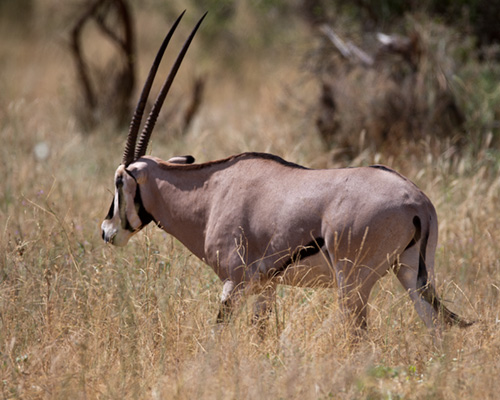 samburu national park oryx pictures