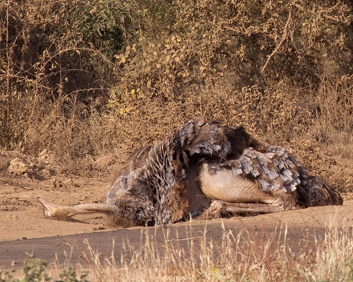 ostrich dust bath tsavo safari kenya