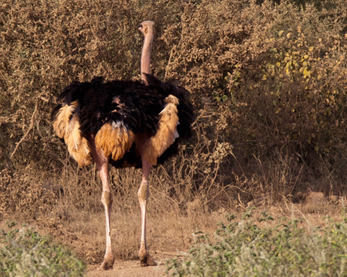 ostrich photographs kenya safari
