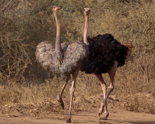 ostrich tsavo national park kenya