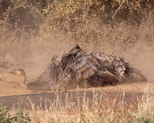 ostrich dust bath africa