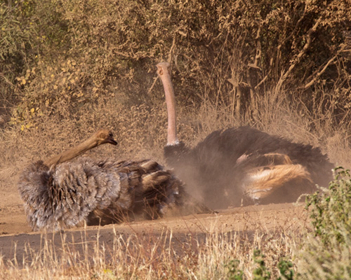 ostrich male female tsavo photographic safari kenya