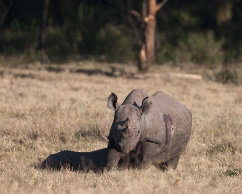 rhinoceros mount kenya
