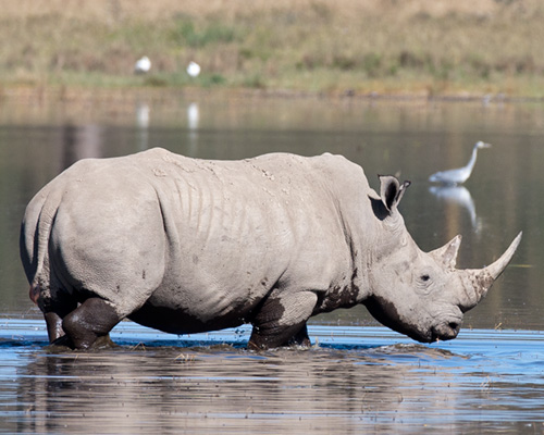 lake nakuru safari rhinoceros