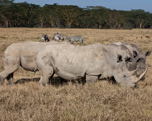 rhinoceros kenya safari