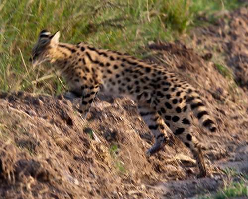 srval masai amra photographic safari
