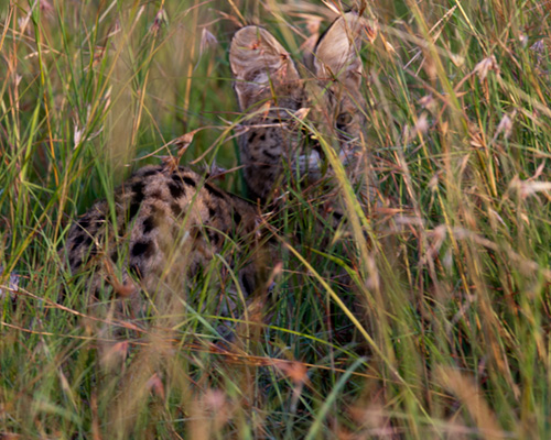 masai amra serval cat safari