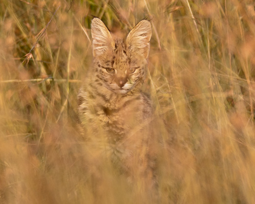 serval wildcat masai mara