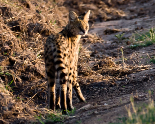 serval masai mara safari photographs