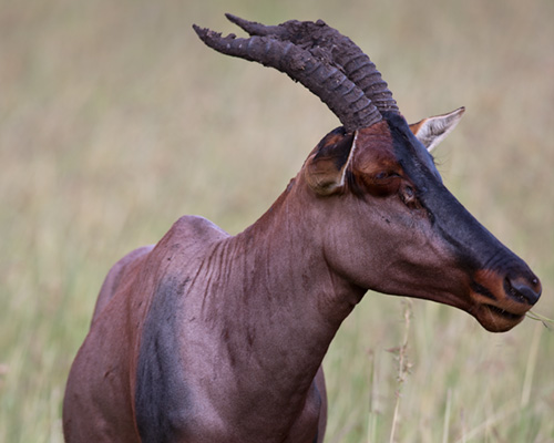 topi images masai mara national park