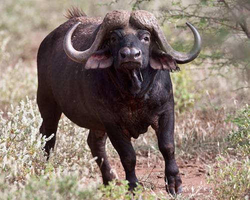 buffalo pictures african safari