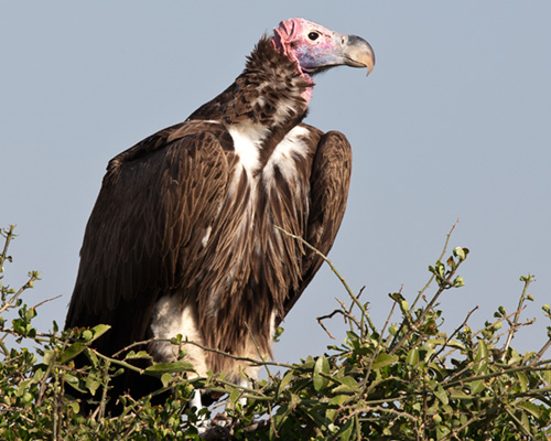 masai mara vulture bird pictures
