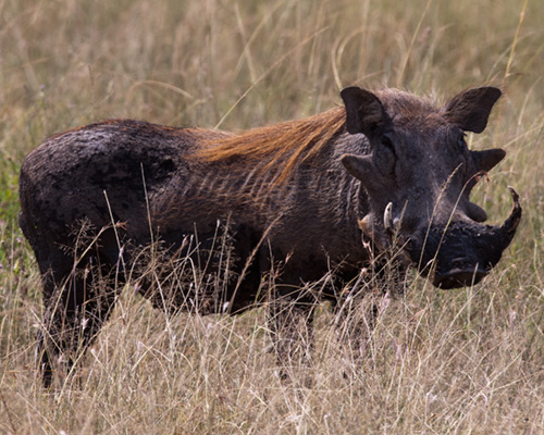 warthog masai mara kenya safari