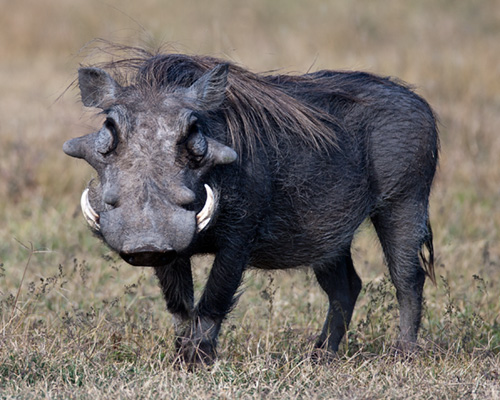 warthog photgraphic safari kenya