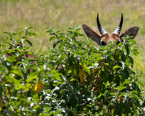 photographic safari kenya amboseli waterbuck