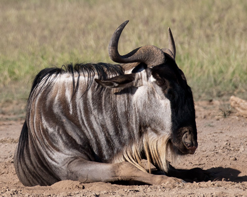 wildebeest amboseli kenya safari