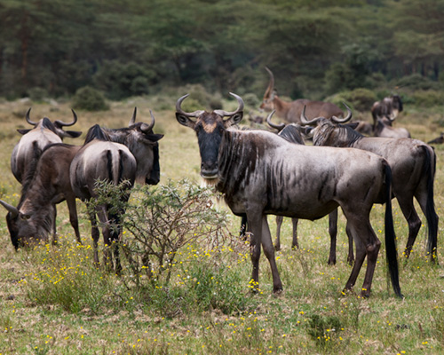 photographic safari kenya wildebeest