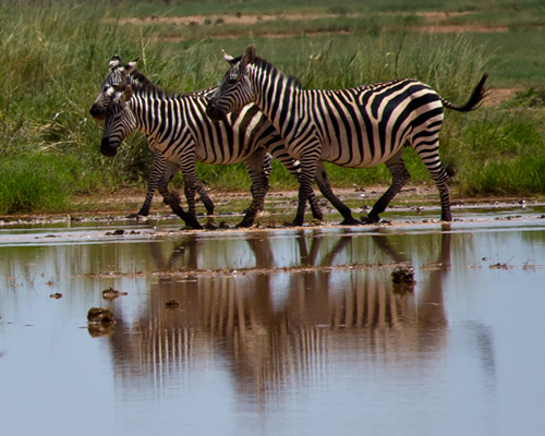 Burchells Zebra Amboseli