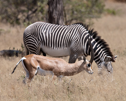 Grevys Zebra Impala samburu