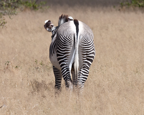 Grevys zebra samburu