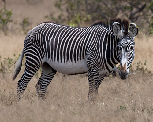 Grevys Zebra Samburu