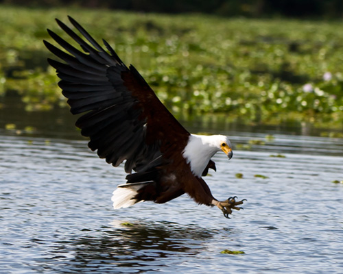 fish eagle lake naivasha kenya safari