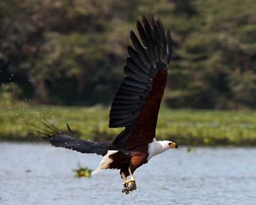 lake naivasha fish eagle