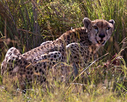 cheetah masai mara safari