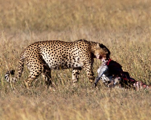 cheetah kill zebra kenya safari