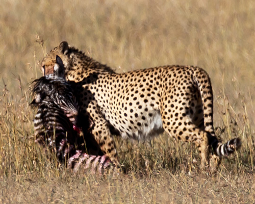 cheetah kill sweetwater game reserve kenya africa