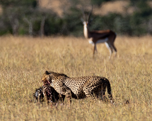 cheetah kill sweetwater safari