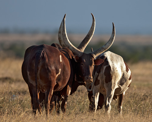 long horn cows sweetwater kenya