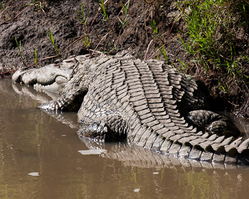 crocodile kenya safari masai mara