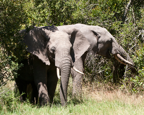 elephant sweetwater photographic safari