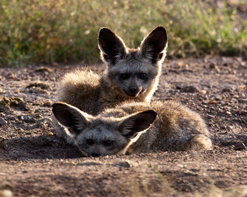 masai mara safari bat eared fox