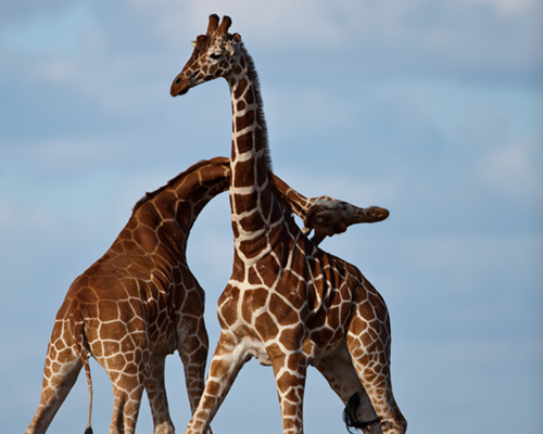 rothschild giraffe sweetwater kenya