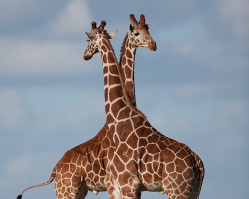 african safari kenya giraffe