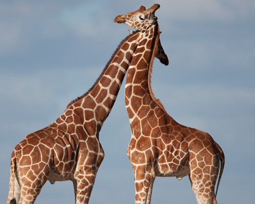 giraffe sweetwater game park kenya
