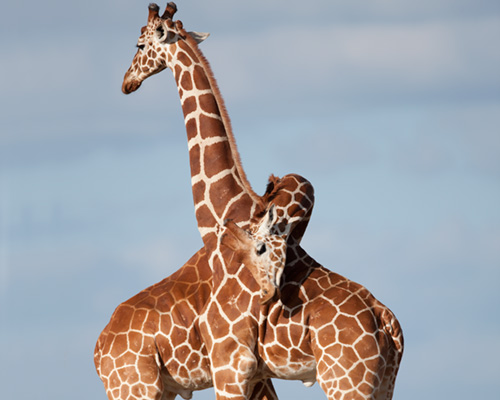 rothschild giraffe